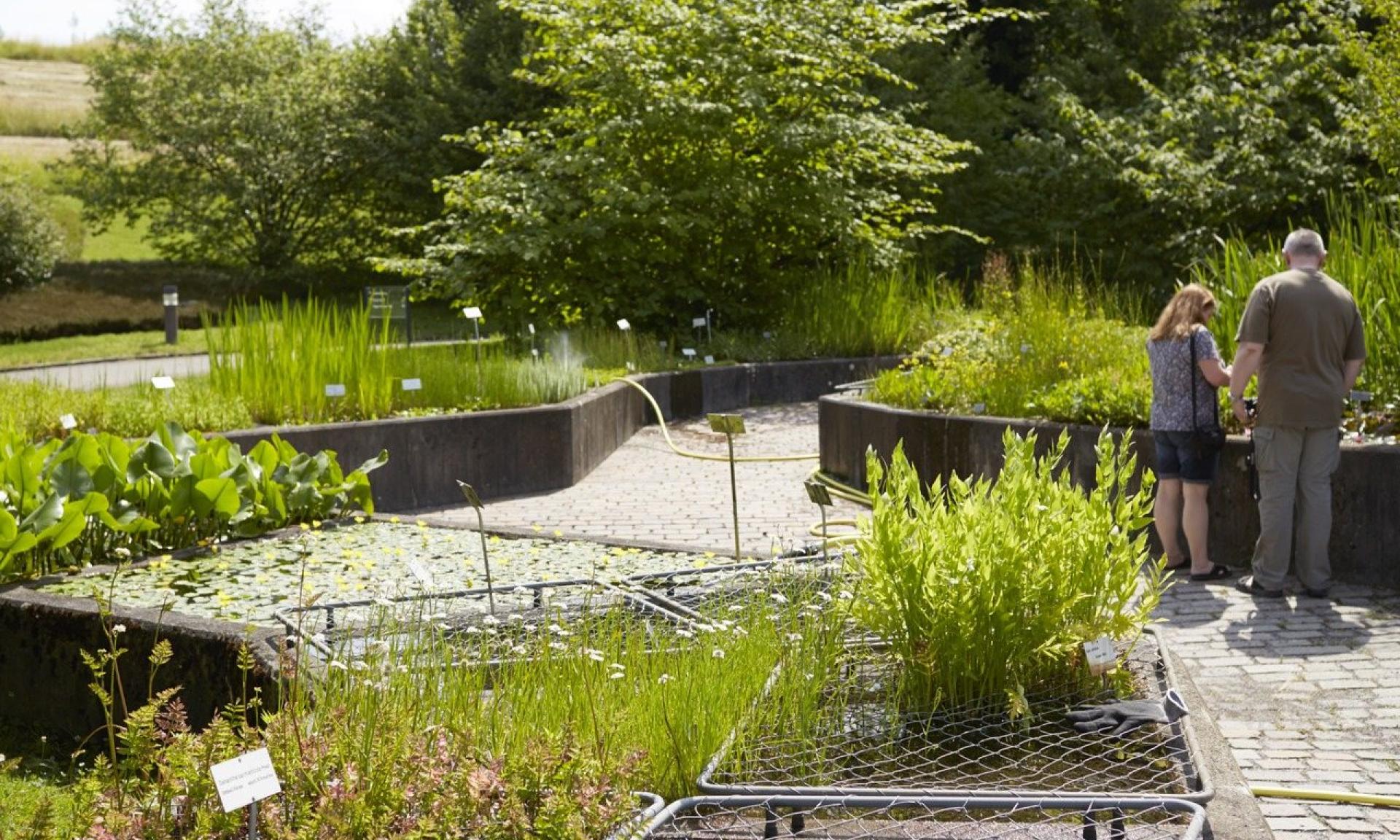 Green oasis